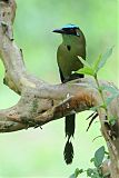 Andean Motmot